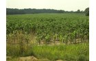 Property photo 19 - 160 Acres Offered in 6 Tracts